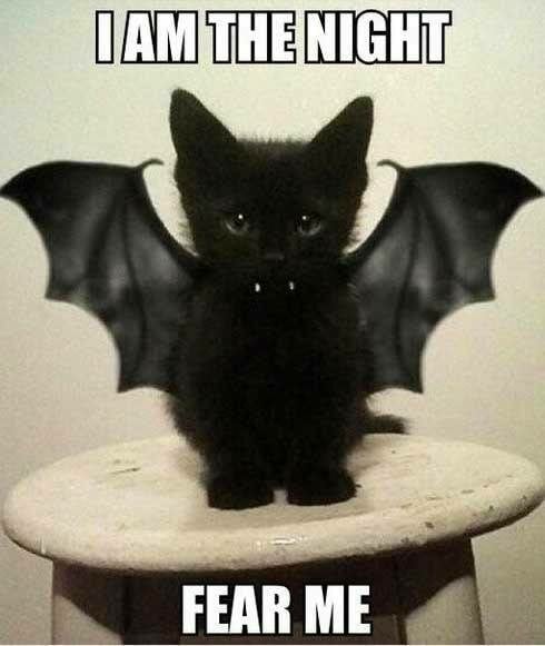CatIamTheNight.jpg.a2c335d2a6f312950fdd111efae3370d.jpg