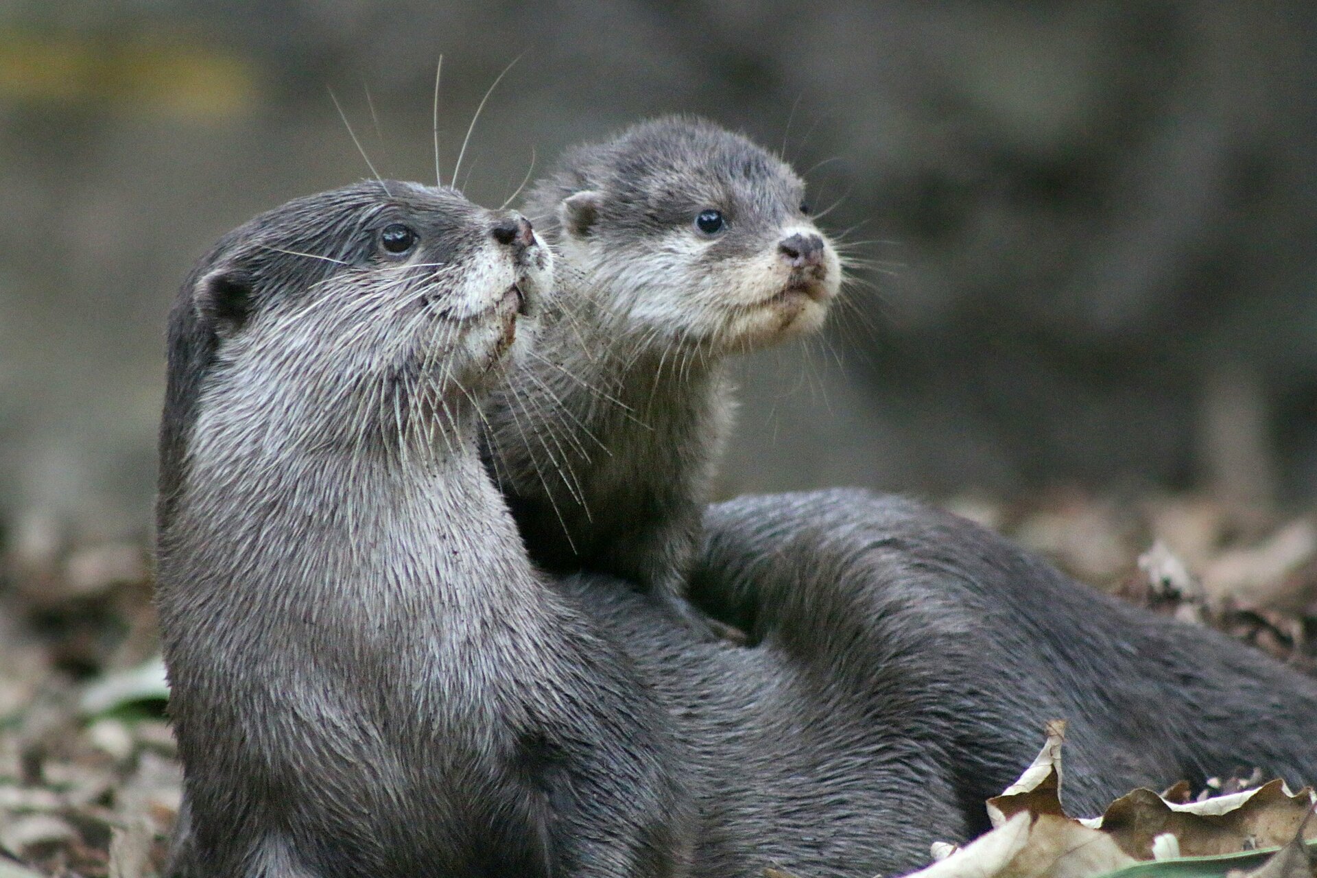 otters.thumb.jpg.5d38c08b9510c01b4bbaf6bab8a6dc0e.jpg
