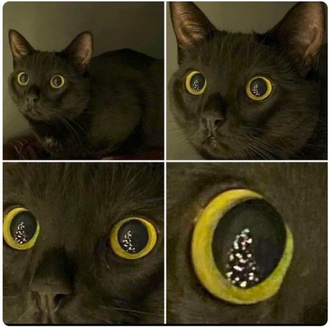 ChristmasCat.jpg