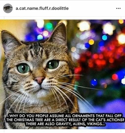 ChristmasCatOrnamentFail.jpg.cd9af379edb4218bceec8b6bb7cc22bb.jpg