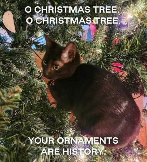 ChristmasCatOrnamentsAreHistory.jpg.12a8bd2e4a9a82cdad4f8a5598bb9b7f.jpg