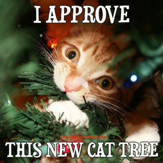 ChristmasCatTreeApproved.jpg.e8a15a05200d3269efc58b8f0f73aa30.jpg