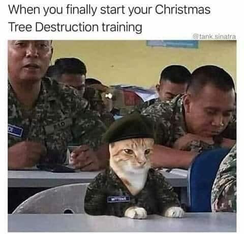 ChristmasCatTreeDesctructionTraining.jpg.8b94763d4732e1465baa2829c5d0a6ad.jpg