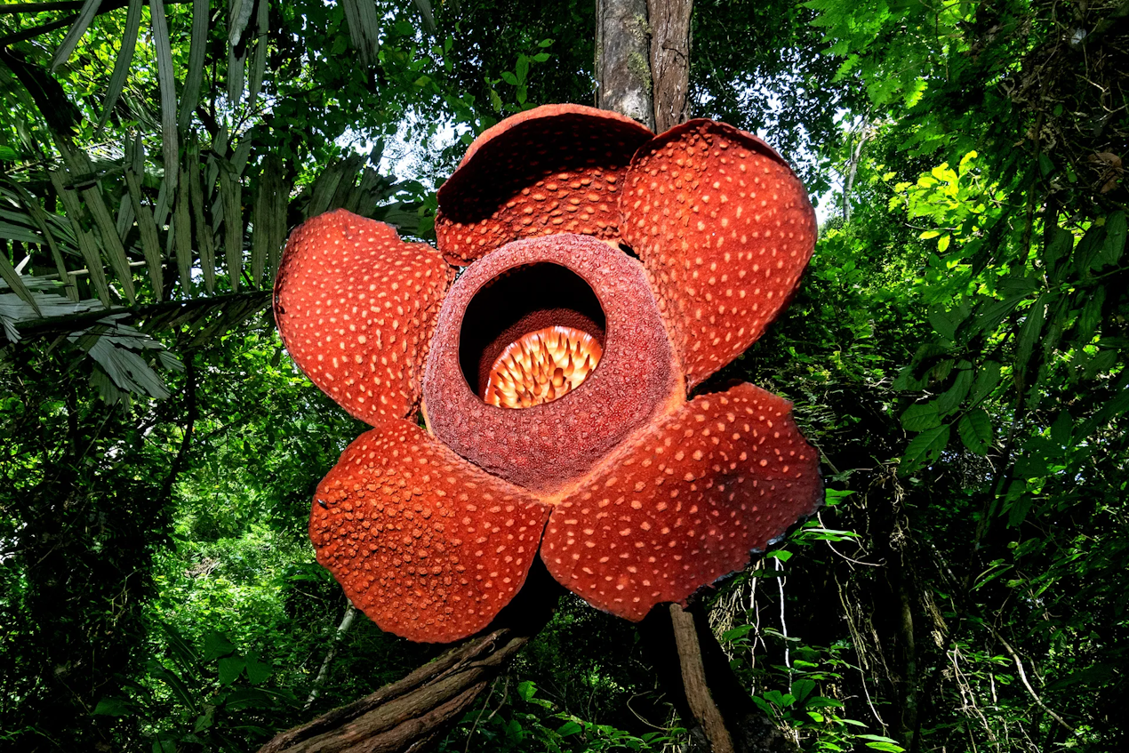 CorpseFlower.png.502d2c2de67064136a9d7ac309798f26.png