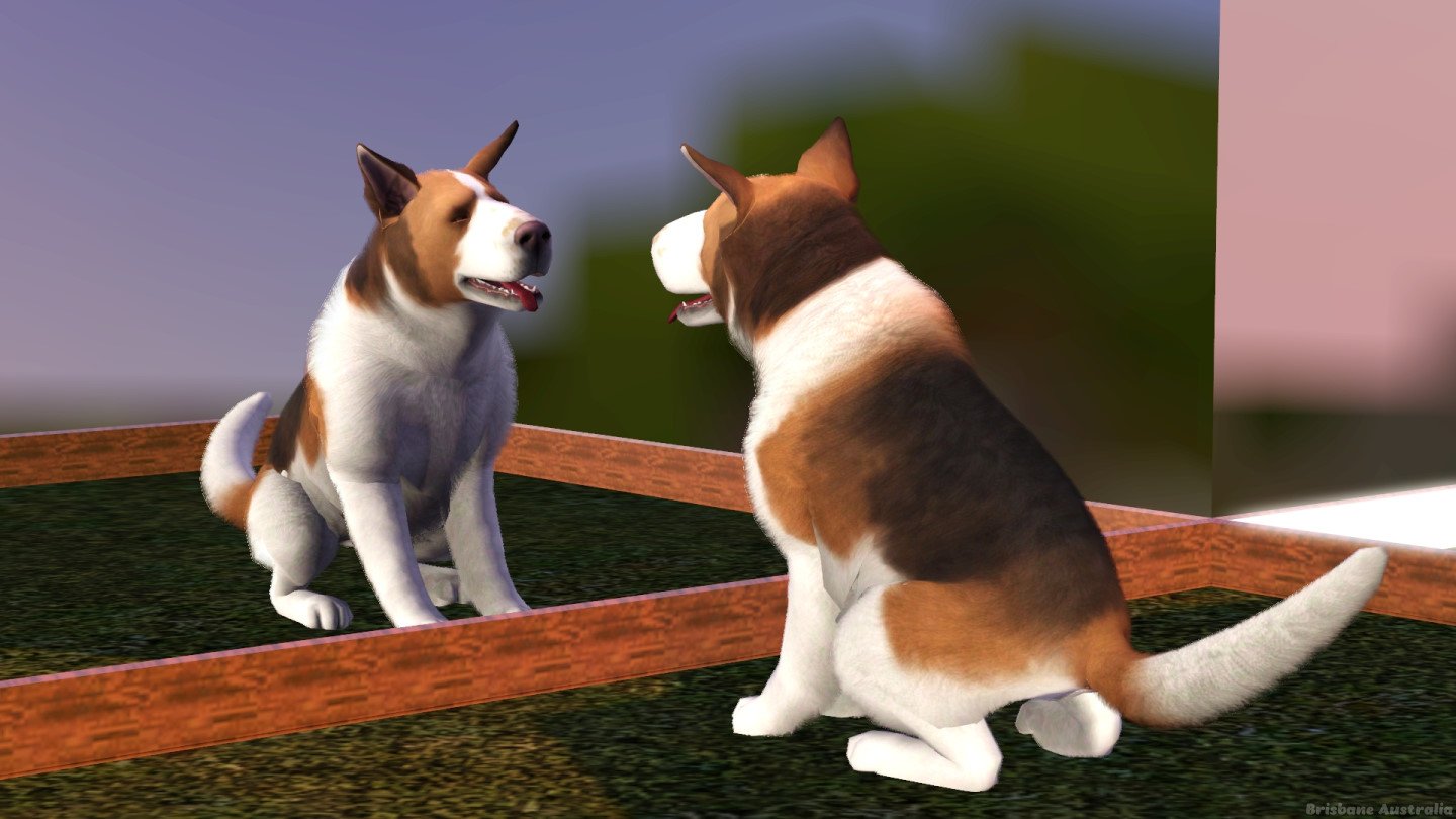 BrisbaneAustraliaMirrorDog1.jpg.3d8b53bc0cf2e66457442333b237c7fd.jpg