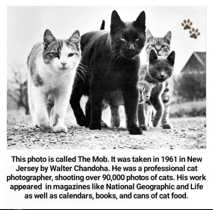 CatGang.jpg.a192d5130859272948841ec15eef2a68.jpg