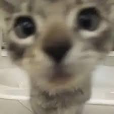 image.jpeg.031192027721aad3d795ca34cb98b72f.jpeg