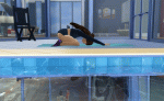 post-1341781-0-99052600-1502841893_thumb.gif