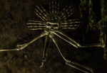 post-139086-0-63802400-1508515668_thumb.png