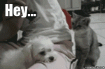 post-480513-0-37811000-1487206893_thumb.gif