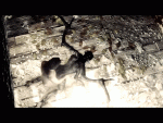 post-51187-0-03631300-1471478830_thumb.gif
