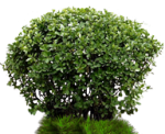 post-790447-0-41573100-1468384154_thumb.png